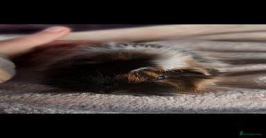 Guinea Pig rodents - Advert 5