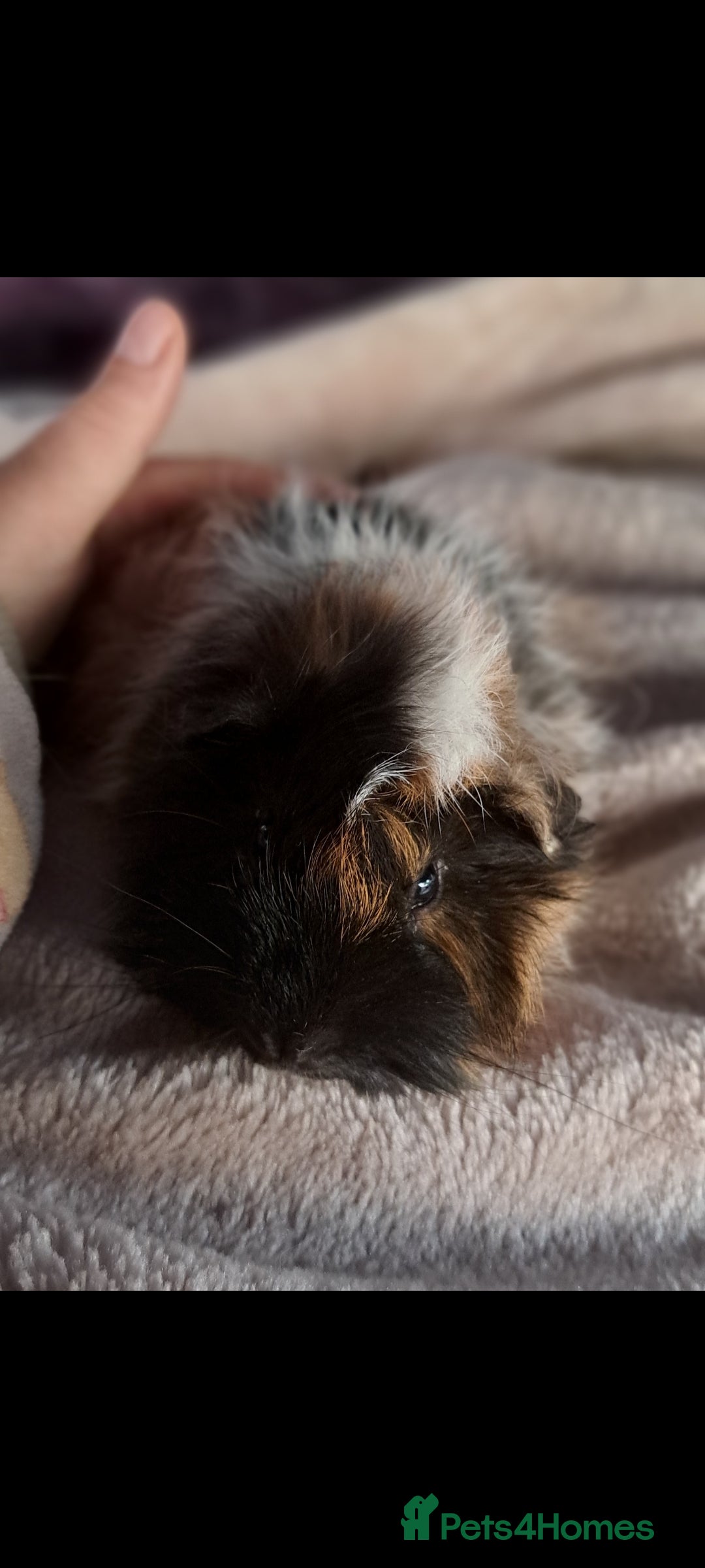 Guinea Pig rodents for sale: Two bonded boar guinea pigs £40 pair - Image 2