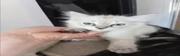 Ragdoll cats for sale: Ms girl - Advert 3