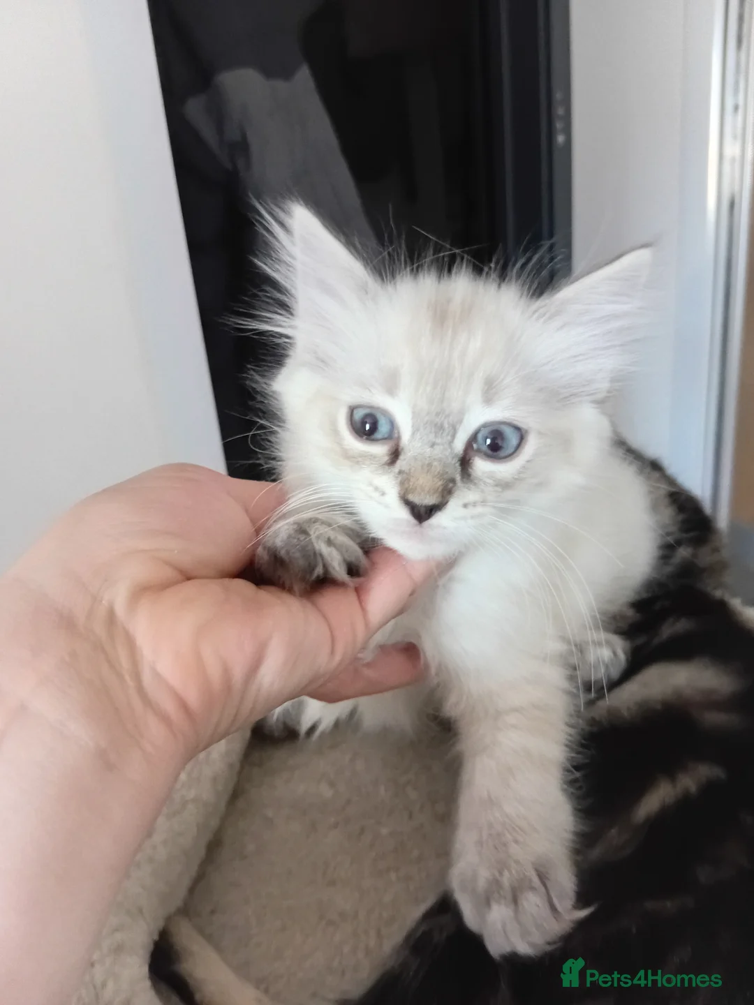 Ragdoll cats for sale: Ms girl - Advert 3