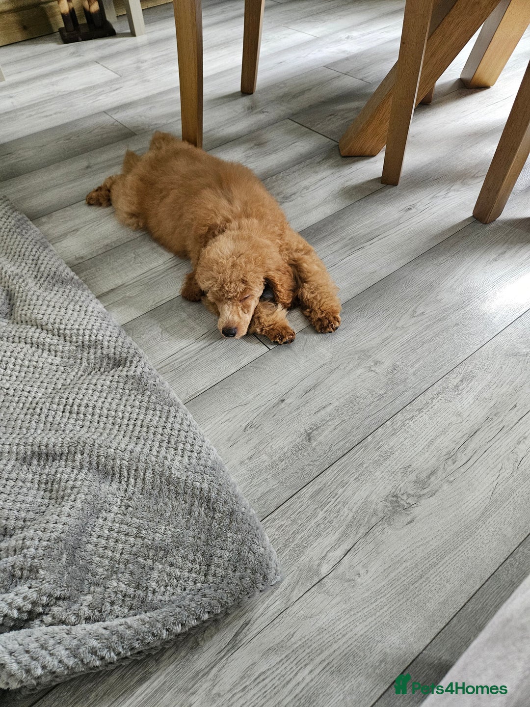 Toy Poodle dogs for sale: Toy poodle puppy  - Image 3