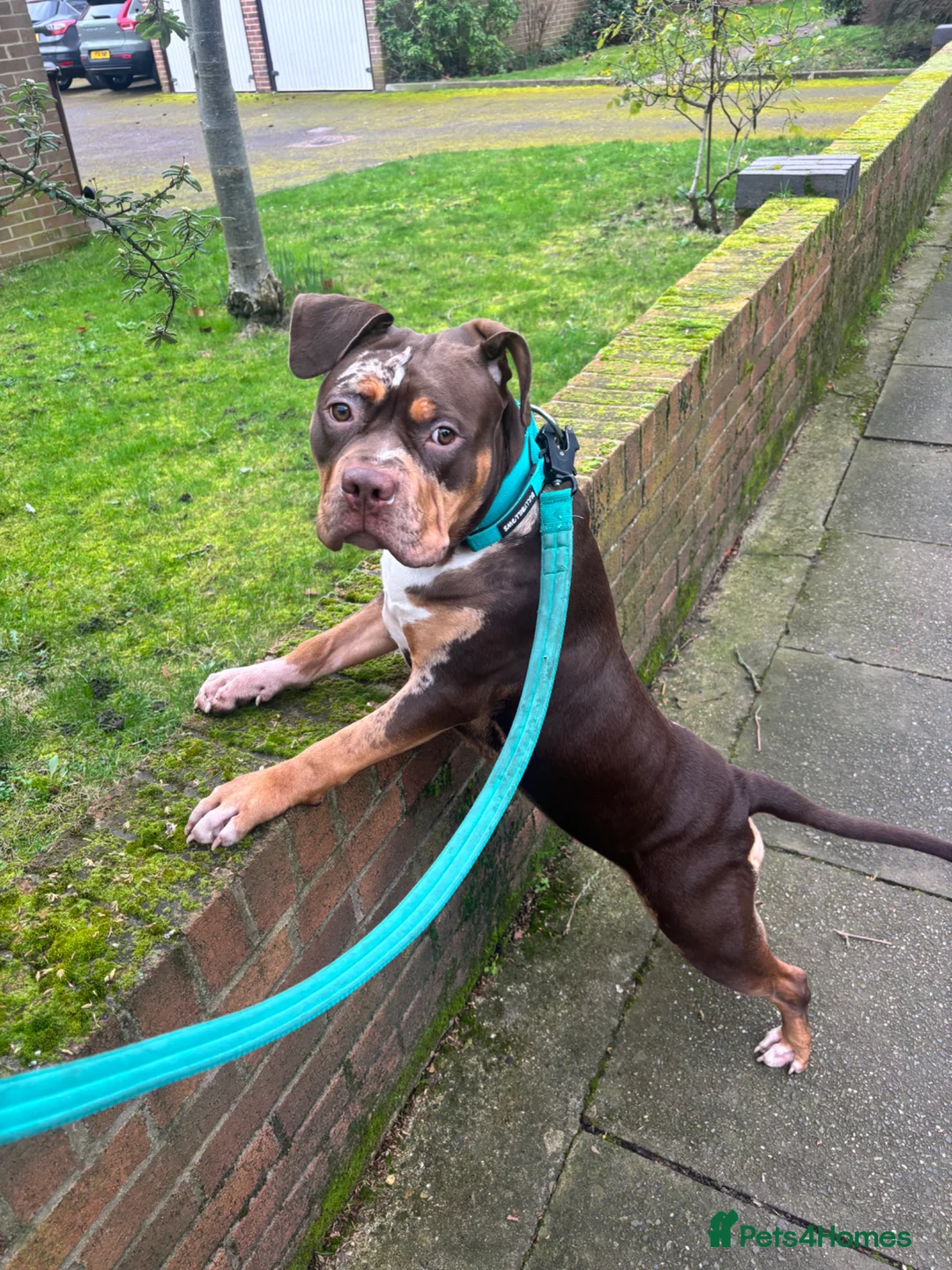 American Bully dogs for sale: 8 month old standard American bully. Female  - Advert 2