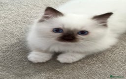 Ragdoll cats for sale: Pure ragdoll mitted blue/seal tortie kittens - Advert 3