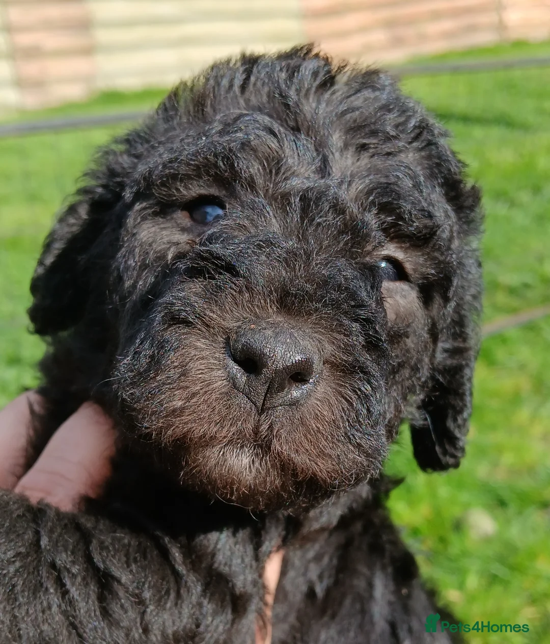 Bedlington Terrier dogs for sale: Bedlington terrier puppy's  in Cardiff - Advert 2