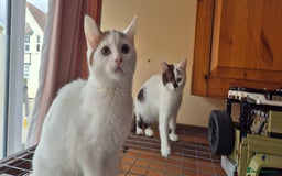 British Shorthair cats for sale: British Shorthair kittens  - Image 14