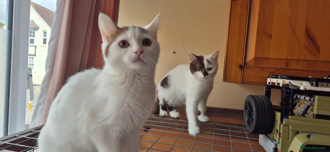 British Shorthair cats for sale: British Shorthair kittens  - Image 14
