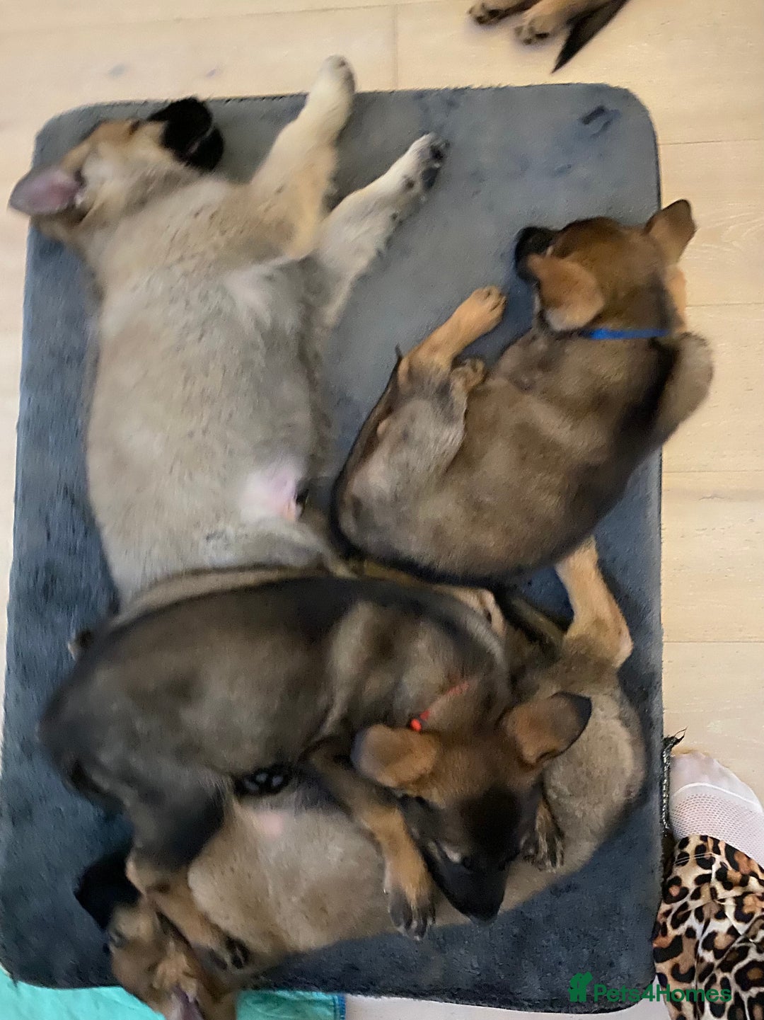 German Shepherd dogs for sale: 🐶 Outstanding Working line GSD puppies 🐶 - Advert 19