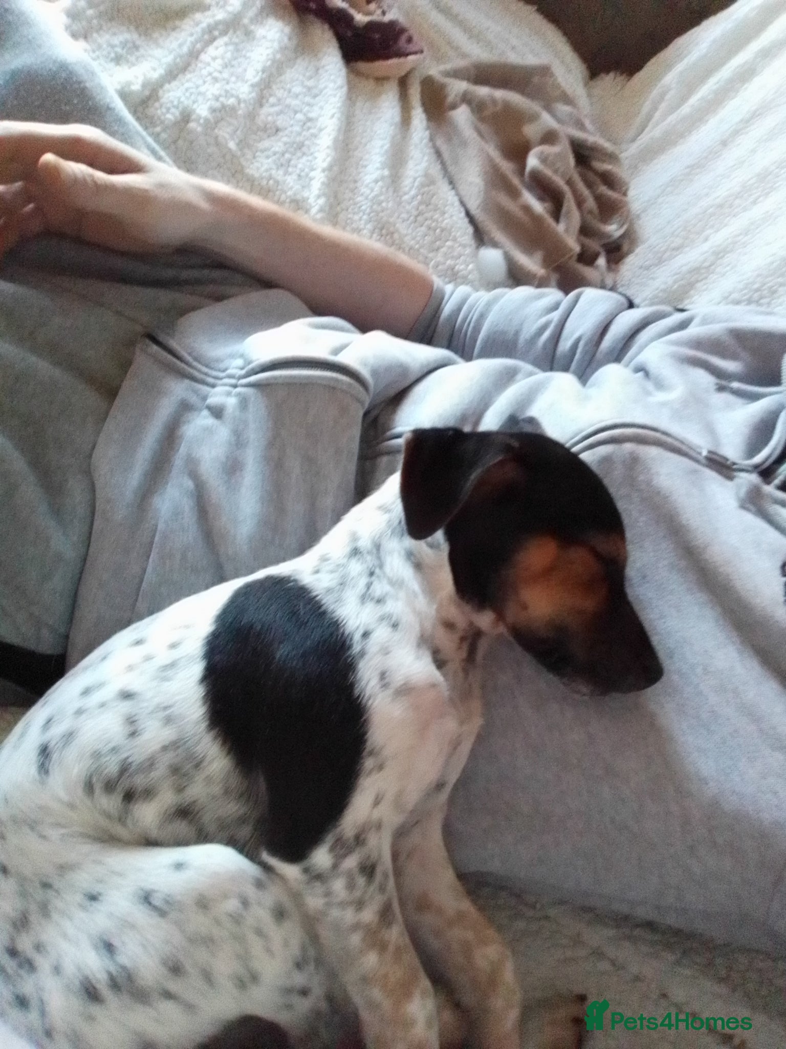 Mixed Breed dogs Parson Russell x Jack Russell  - Advert 7