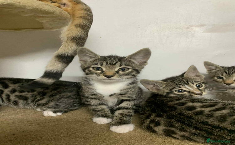 Bengal cats - Advert 7