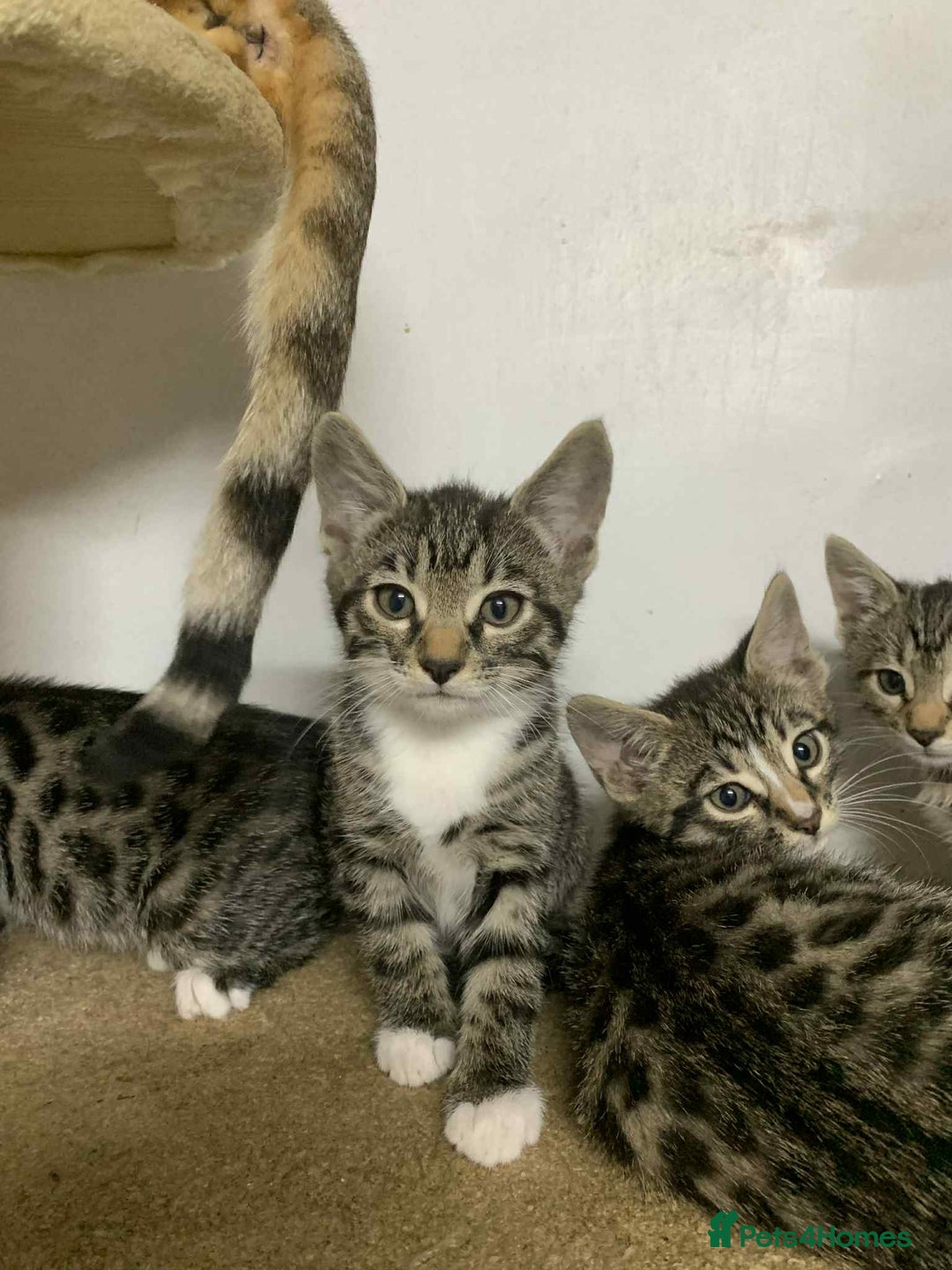 Bengal cats for sale: BEAUTIFUL HALF BENGAL KITTENS - Image 1