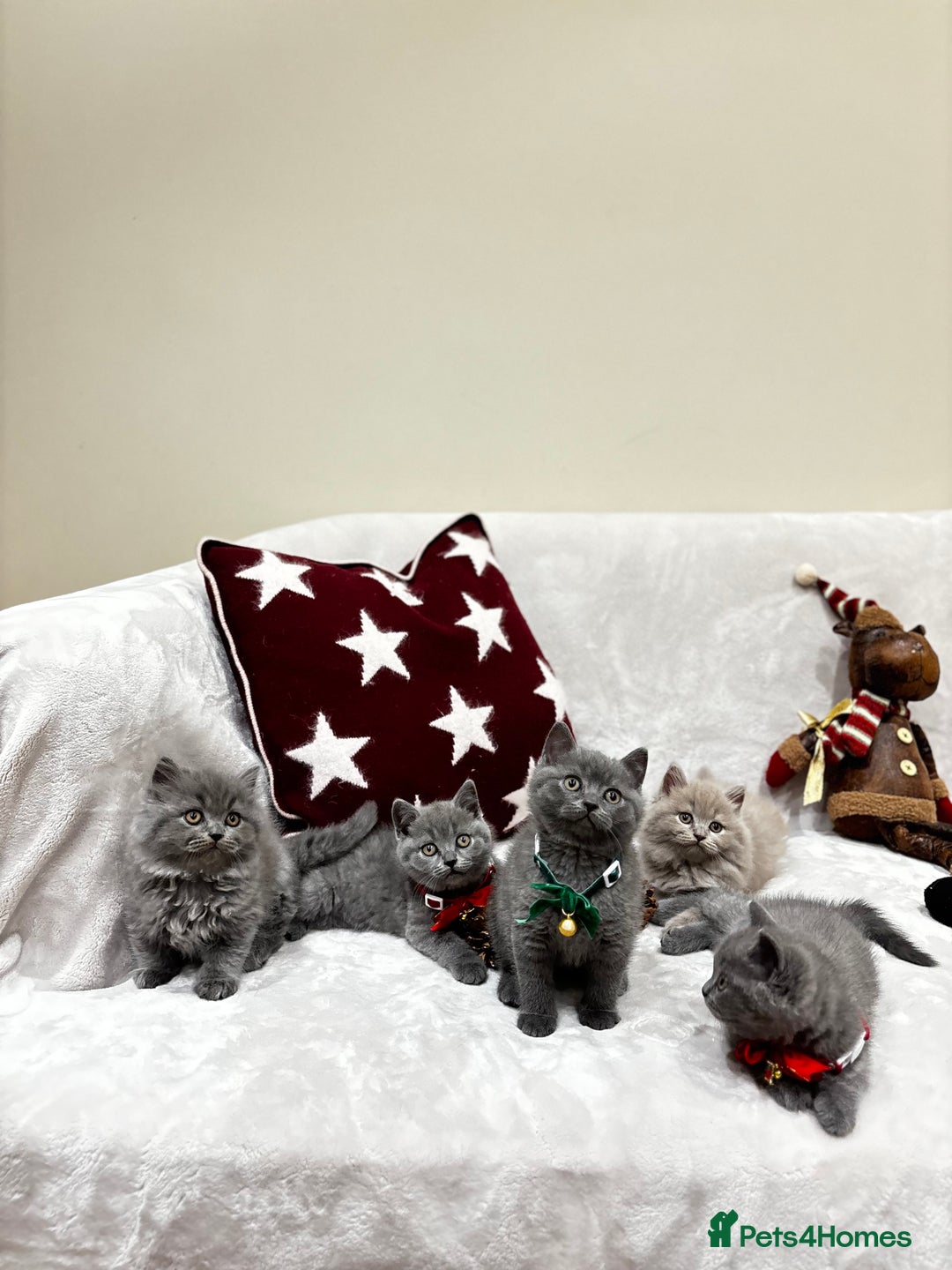British Shorthair cats for sale: British Shorthair Kittens - Advert 1