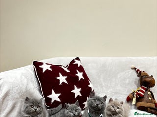British Shorthair cats British Shorthair Kittens - Advert 2