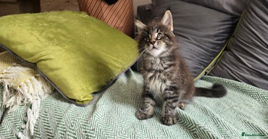 Maine Coon cats - Advert 5