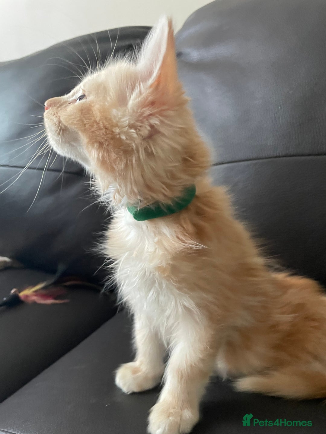 Maine Coon cats for sale: Maine Coon Cross Kittens  - Image 27