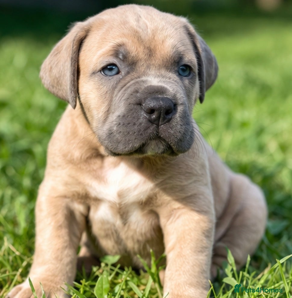 Cane Corso dogs Champion Cane Corso Puppies Health Tested  - Advert 9