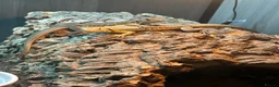 Lizard reptiles for sale: RARE Vietnamese Butterfly Agamas  - Advert 8