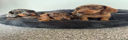 Miniature Dachshund dogs for sale: Miniature dachshund  - Advert 2