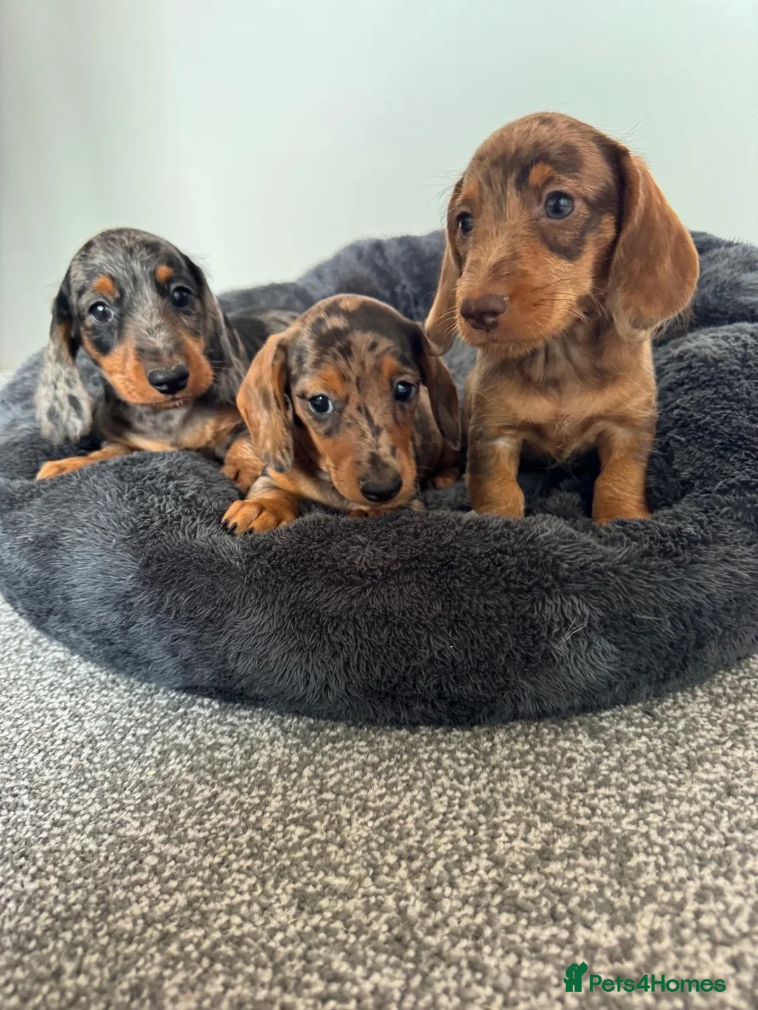 Miniature Dachshund dogs for sale: Miniature dachshund  - Advert 2
