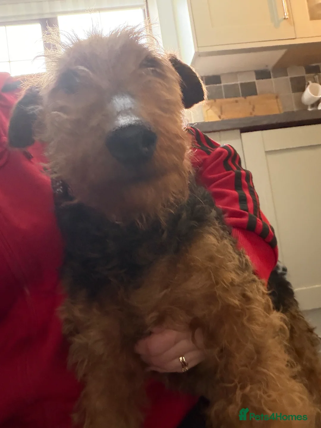 Welsh Terrier dogs for sale: KC Registered Welsh Terrier  - Advert 2