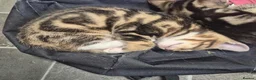 Domestic Shorthair cats for sale: Two male kittens ready to go in Lancaster - Advert 7