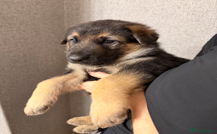 German Shepherd dogs 7 CHUNKY GERMAN SHEPHERD PUPPIES KC REGISTERED - Advert 7