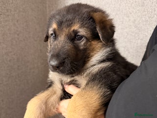 German Shepherd dogs 7 CHUNKY GERMAN SHEPHERD PUPPIES KC REGISTERED - Advert 6