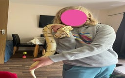 Python Snake reptiles for sale: Royal Python & enclosure - Image 5