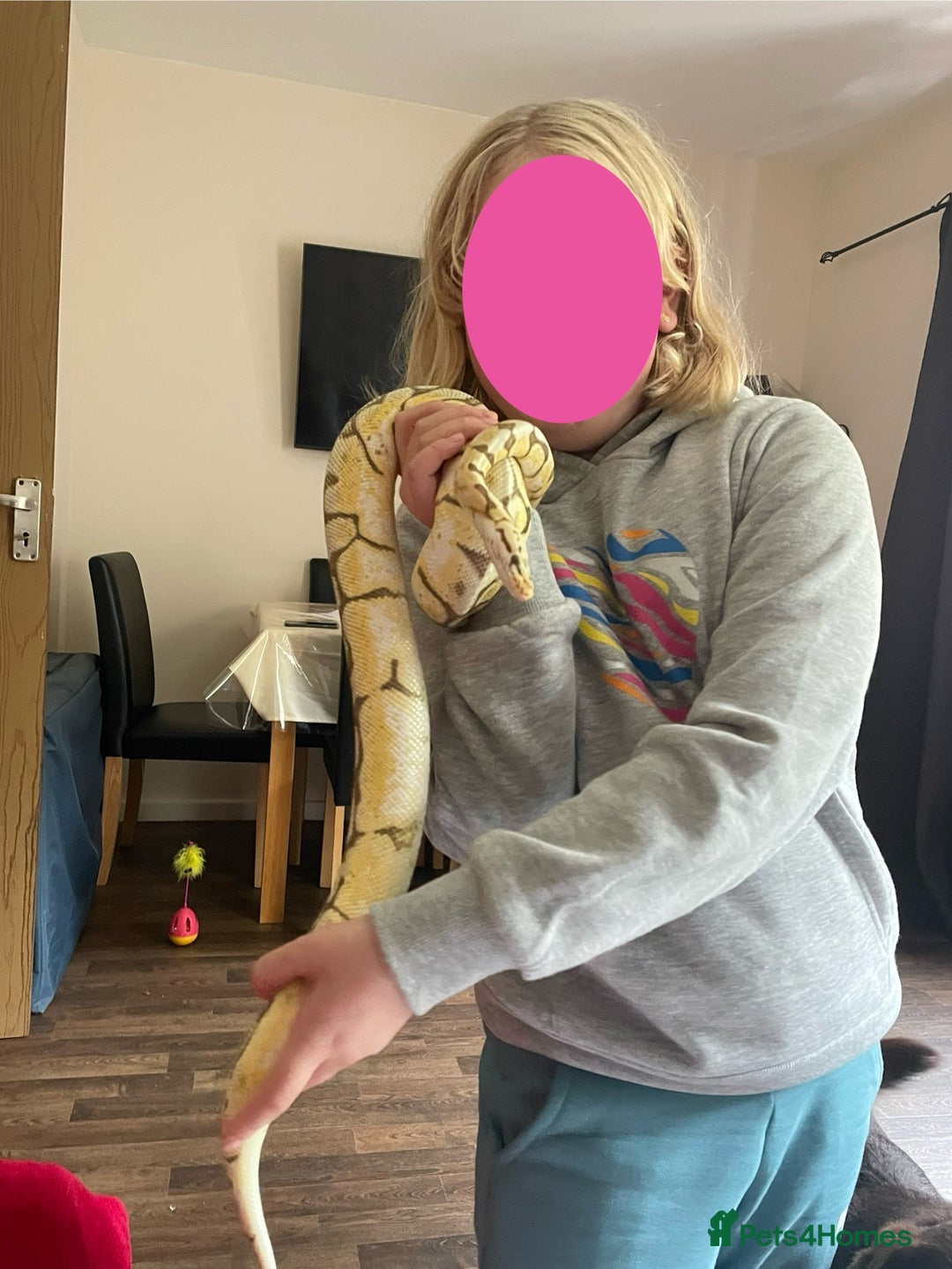 Python Snake reptiles for sale: Royal Python & enclosure - Image 5