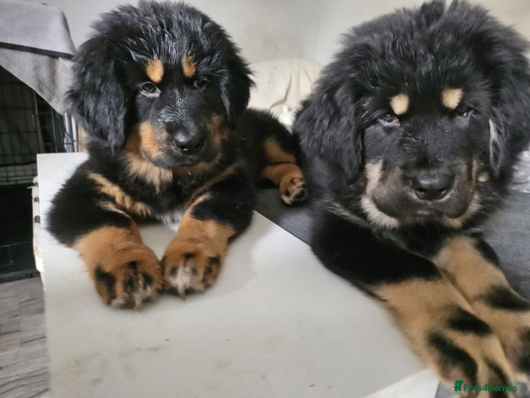 Tibetan Mastiff dogs for sale: Tibetan mastiff puppies  - Advert 11