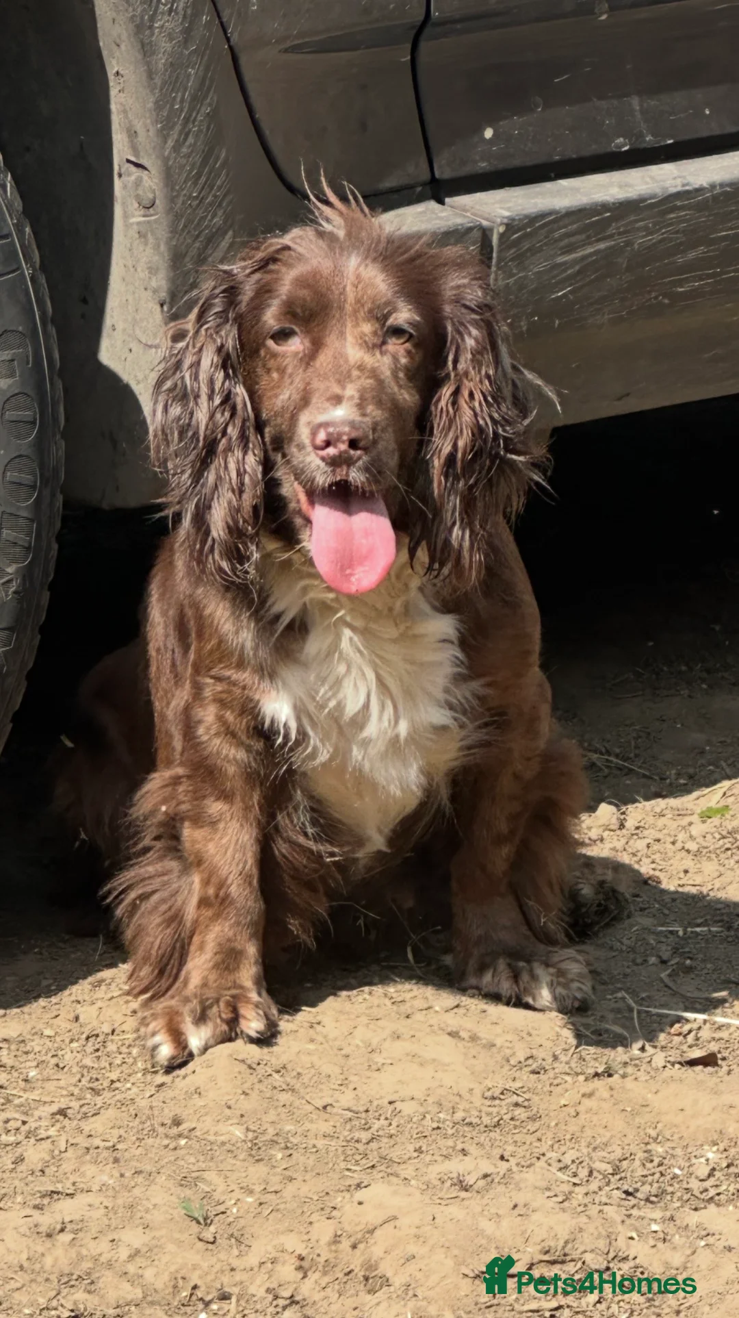 Cockapoo dogs for sale: Stunning cockapoos ready now  - Advert 2