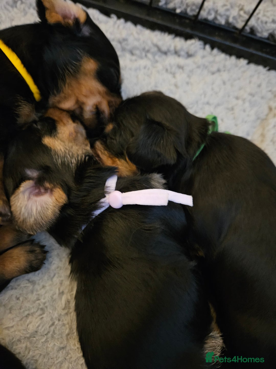 Mixed Breed dogs for sale: Yorkie x daxy puppies  - Image 10