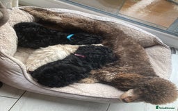Miniature Poodle dogs for sale: Cavapoo poodle  - Image 13