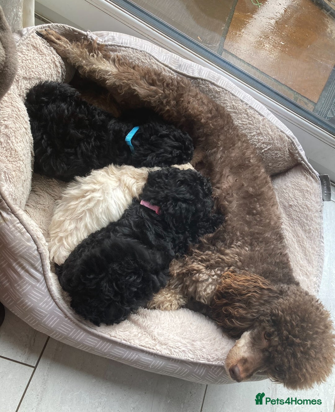 Miniature Poodle dogs for sale: Cavapoo poodle  - Image 13