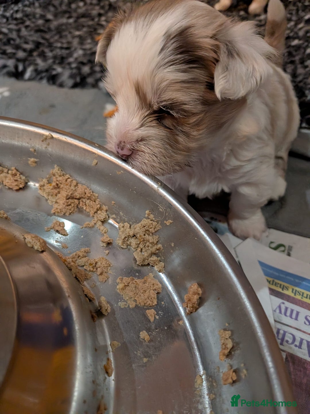 Biewer Terrier dogs for adoption: ❤️🐶 Sweet Pups Looking forResponsible Homes 🐶❤️ - Advert 18