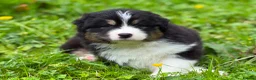 Australian Shepherd dogs for sale: Stunning Australian Shepherd Puppies  - Advert 22