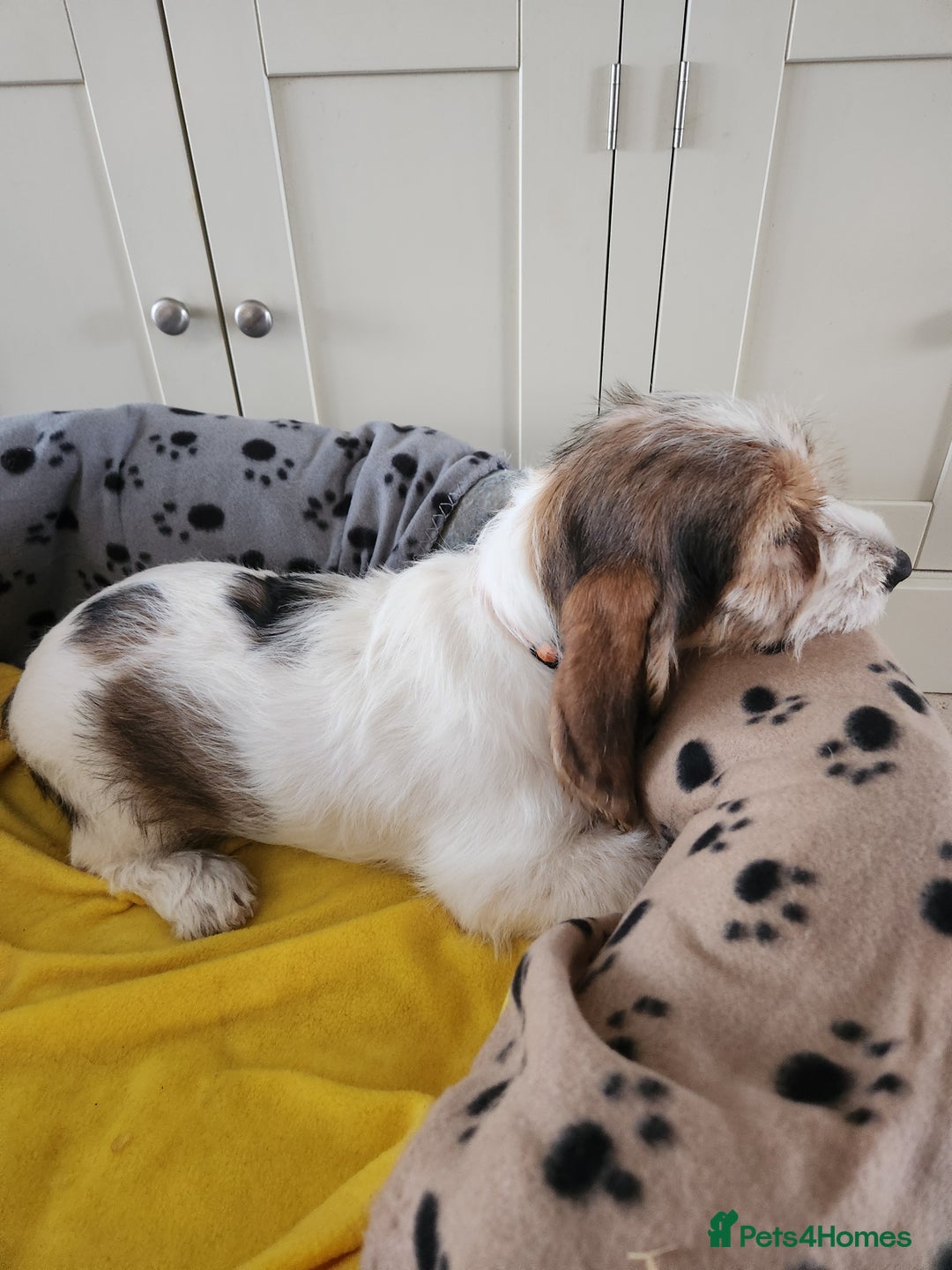 Basset Griffon Vendeen dogs for sale: Kc registered Griffon grand bassets  - Advert 1