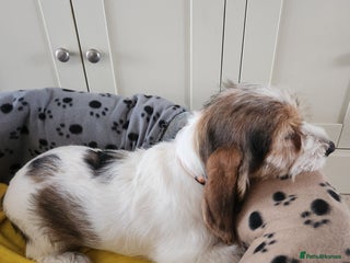 Basset Griffon Vendeen dogs Kc registered Griffon grand bassets - Advert 2