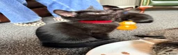 Mixed Breed cats for sale: 9 week old kittens ready to leave.  - Advert 2