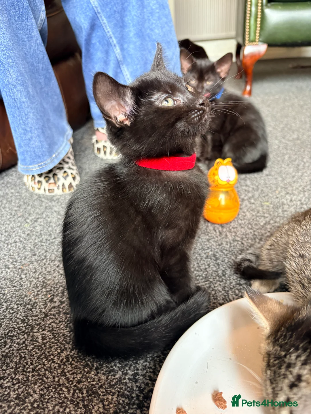 Mixed Breed cats for sale: 9 week old kittens ready to leave.  - Advert 2