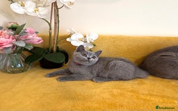 British Shorthair cats for sale: Top quality GCCF kittens  - Image 20