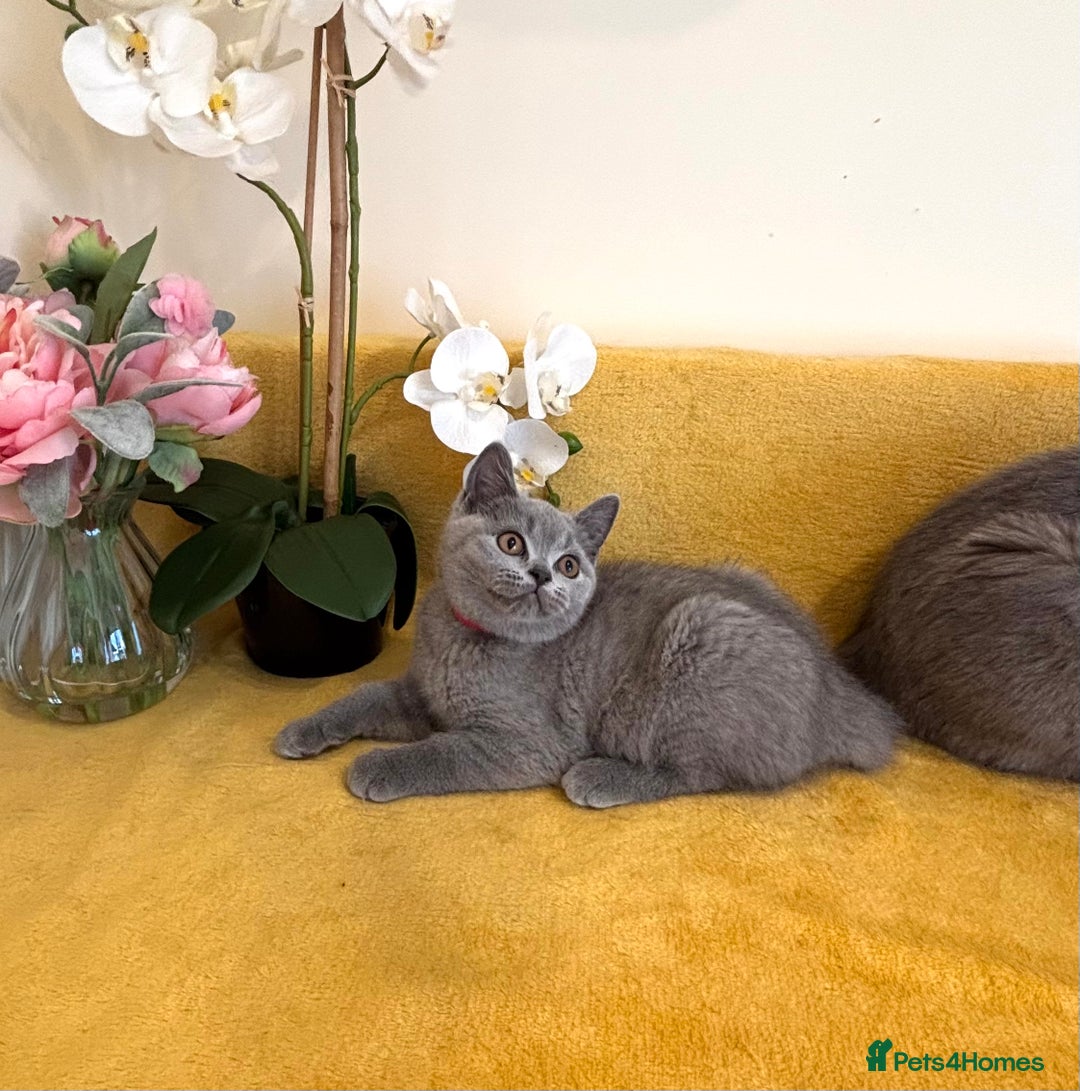 British Shorthair cats for sale: Top quality GCCF kittens  - Image 20