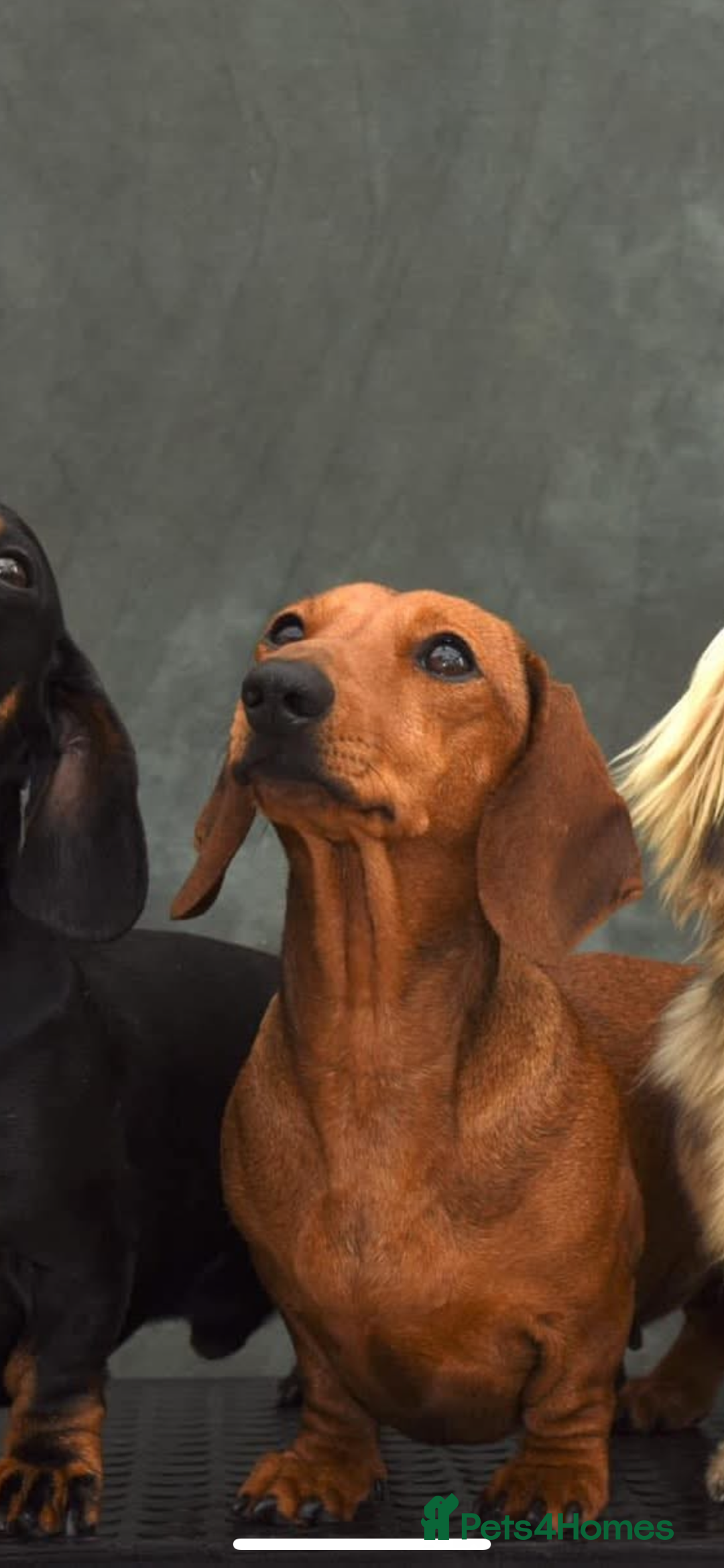 Miniature Dachshund dogs for sale: KC, PRA clear miniature smooth dachshund puppies - Advert 9