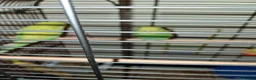 Budgerigars birds for sale: Baby budget in Newtown - Advert 2