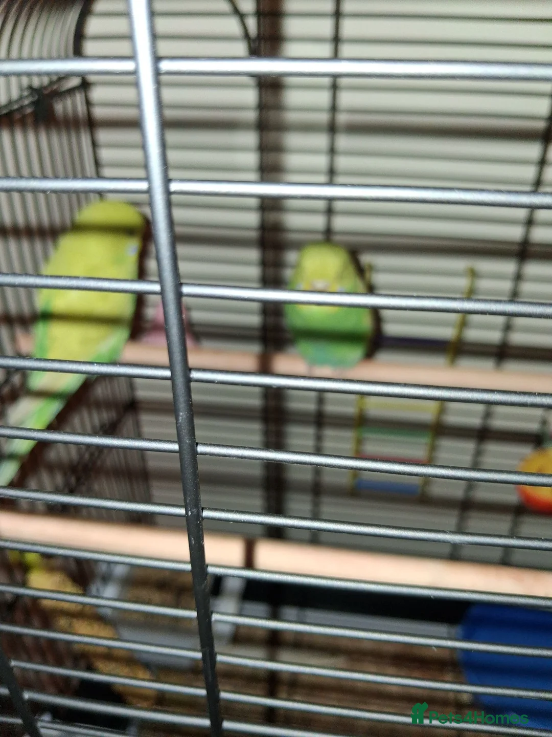 Budgerigars birds for sale: Baby budget in Newtown - Advert 2