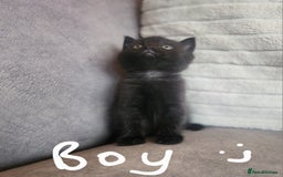 British Shorthair cats for sale: 5 beautiful british shorthair kittens - Image 10