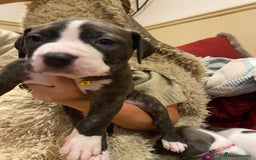 Staffordshire Bull Terrier dogs for sale: 7 staffy cross puppy’s ready for  ** !!! - Advert 4