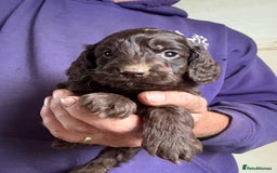 Cockapoo dogs for sale: Lovely Healthy Chocolate Cockapoos Pups - Image 9