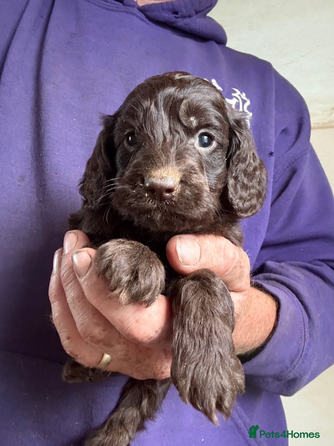 Cockapoo dogs for sale: Lovely Healthy Chocolate Cockapoos Pups - Image 9