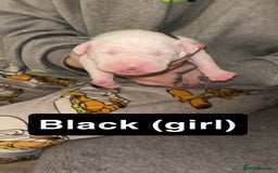 Mixed Breed dogs for sale: Dalmatian/Labrador cross staffy  - Image 6
