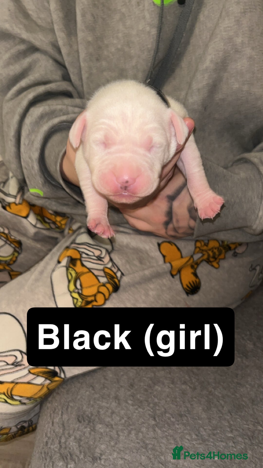 Mixed Breed dogs for sale: Dalmatian/Labrador cross staffy  - Image 6